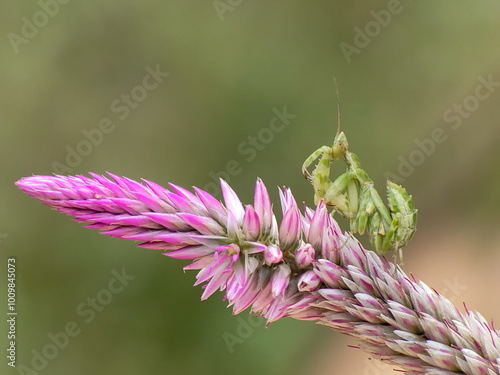 green praying mantis on flowers photo