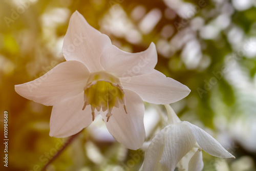 White daffodil flower in blooming with  pollen in spring season with golden sunright  background. Beautiful in nature.