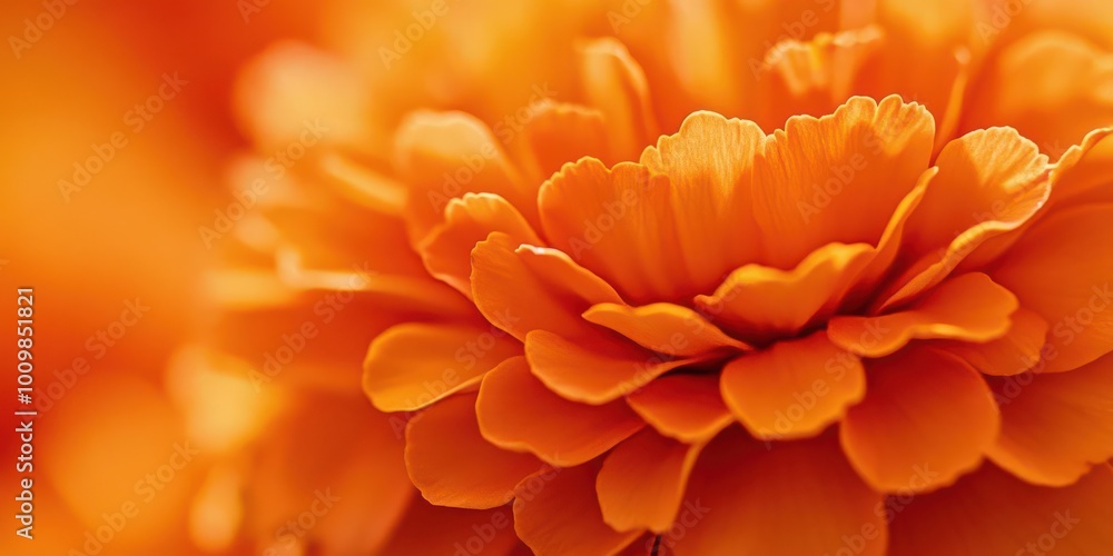 Close-up of a vibrant orange flower with layered petals. Close-up of a vibrant orange flower with layered petals.