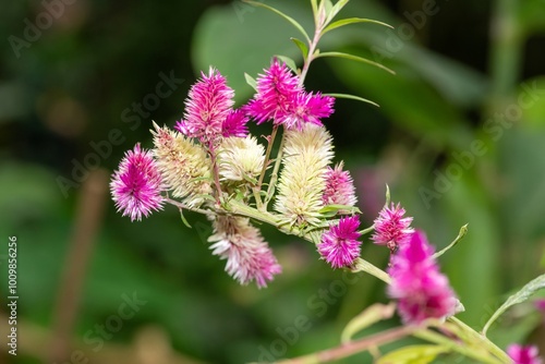 Close up of plumed cockscomb (celosia argentea) flowers in bloom photo