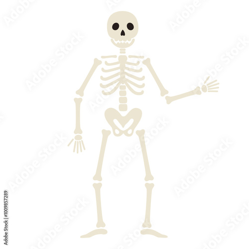 Human skeleton stands and waves hand. Funny Halloween character. Human body structure. Vector flat illustration isolated on white background