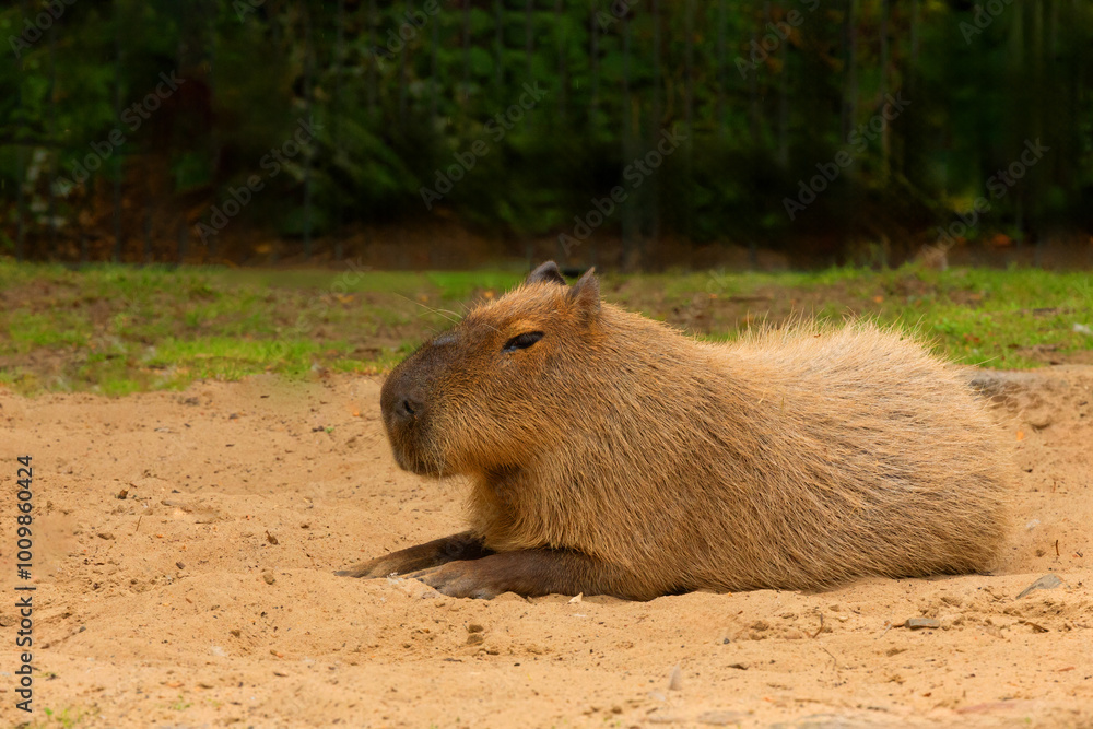 Capybara Kapibara Hydrochoerus hydrochaeris Capybara Kapibara Hydrochoerus hydrochaeris