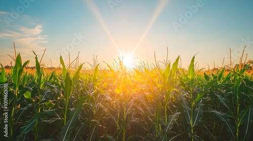 A beautiful sunrise over the cornfield, with tall green stalks of shiny yellow-white corn standing straight up in rows stretching to the horizon