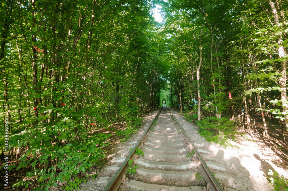 Obraz premium Serene Journey Through a Lush Green Forest Railway