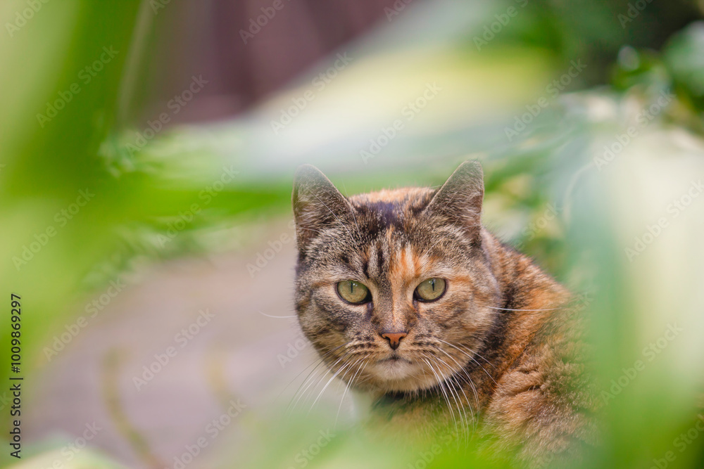 A vigilant tabby cat with striking eyes peeks through green leaves, adding a touch of nature’s mystery. Perfect for themes of curiosity, nature, and pets. A vigilant tabby cat with striking eyes peeks through green leaves, adding a touch of nature’s mystery. Perfect for themes of curiosity, nature, and pets.