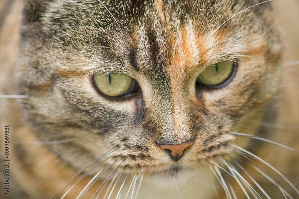 Intense Gaze of a Tabby Cat Intense Gaze of a Tabby Cat