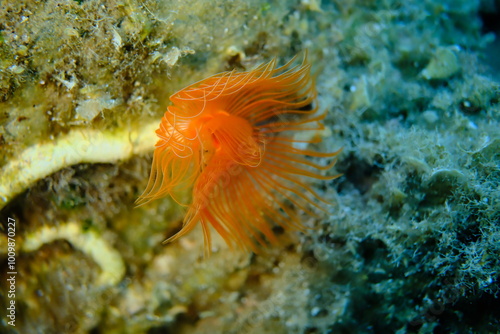 Polychaeta Smooth tubeworm or red-spotted horseshoe (Protula tubularia) undersea, Aegean Sea, Greece, Halkidiki, Pirgos beach photo