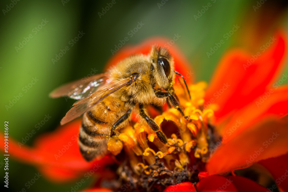 Honey Bee collecting nectar from flower