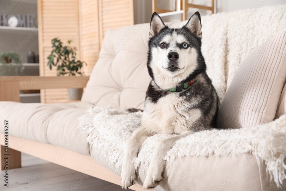 Adorable Husky dog on sofa at home Adorable Husky dog on sofa at home