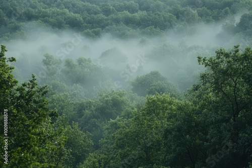 Wallpaper Mural Misty forest landscape with lush greenery and fog creating a serene atmosphere. Torontodigital.ca