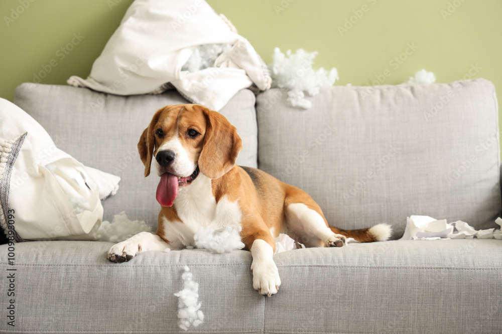 Naughty Beagle dog with torn pillows lying on sofa in messy living room Naughty Beagle dog with torn pillows lying on sofa in messy living room