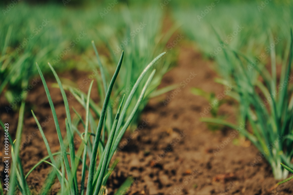 Beds of green onions growing in field. Cultivated land close up. Agriculture plant growing in bed row. Sprouting agricultural onion plant. Green natural food crop. Beds of green onions growing in field. Cultivated land close up. Agriculture plant growing in bed row. Sprouting agricultural onion plant. Green natural food crop.