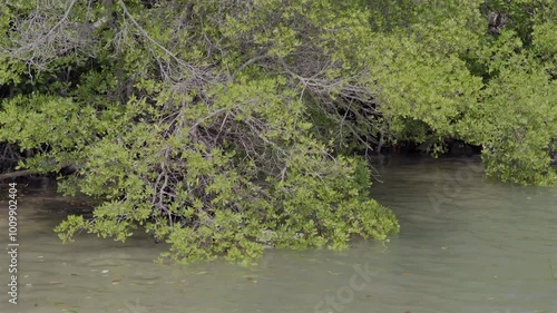 mangrove trees that prevent abrasion photo