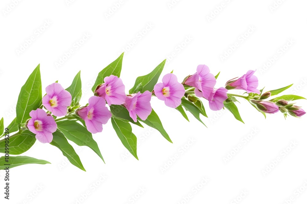 flowers flowers