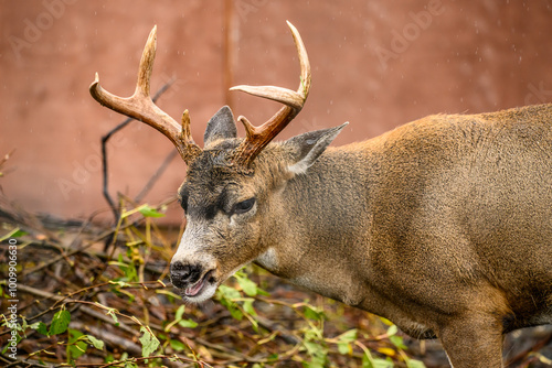 Reindeer Games 
