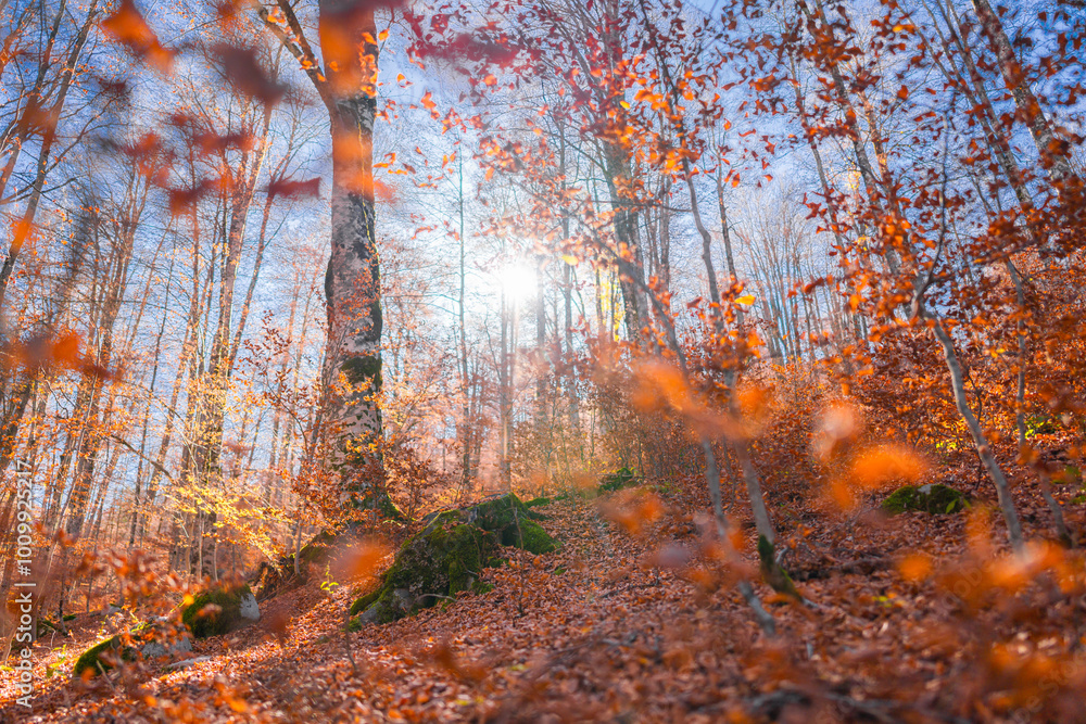 Foliage at Abruzzo National Park, Italy