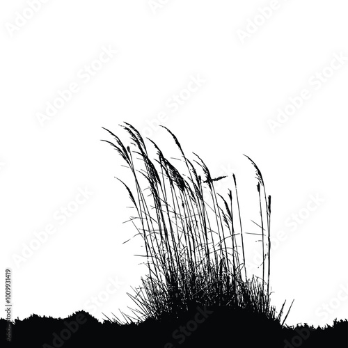 Reed or bulrush  silhouette on a white background