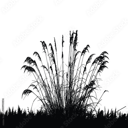 Reed or bulrush  silhouette on a white background