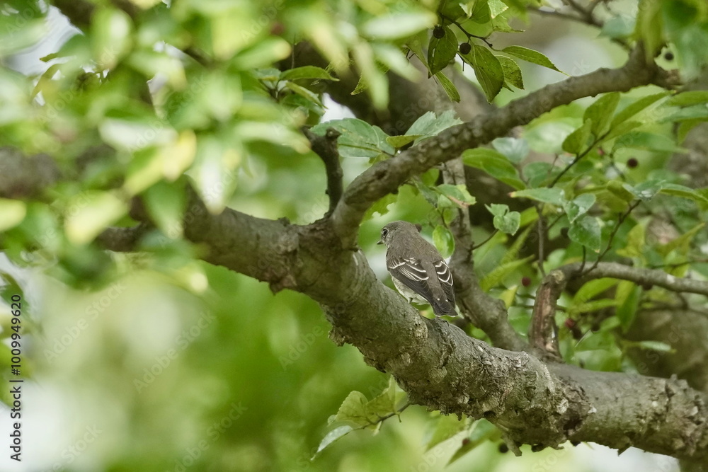 grey streaked flycatcher in a forest grey streaked flycatcher in a forest
