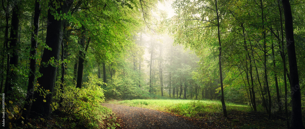Panoramic forest scenery with green tree branches shaping a natural archway over a hiking path and a clearing. The soft sunlight falls through mist and beautifully illuminates the middle of the scene. Panoramic forest scenery with green tree branches shaping a natural archway over a hiking path and a clearing. The soft sunlight falls through mist and beautifully illuminates the middle of the scene.