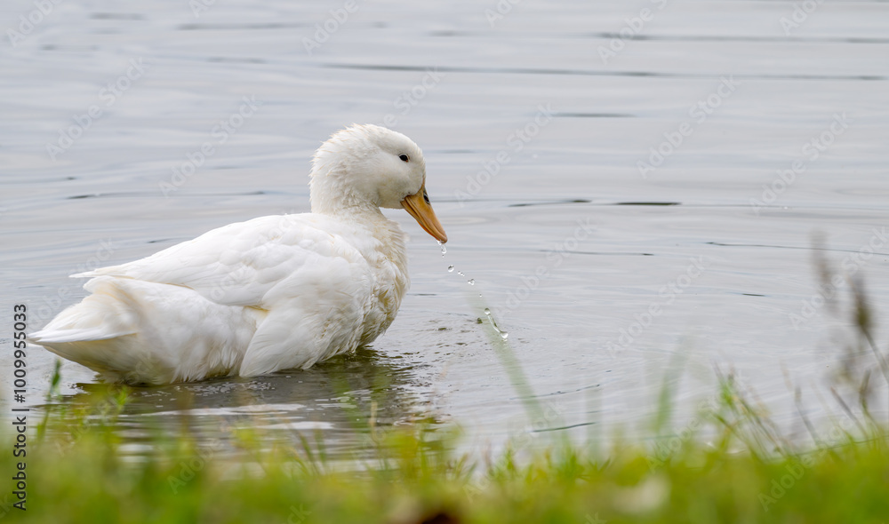 Pekin duck bathing in a lake. Pekin duck bathing in a lake.