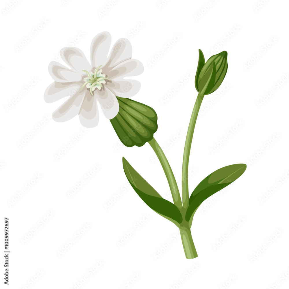 Illustration of Silene latifolia, commonly known as white campion, isolated on white background. Illustration of Silene latifolia, commonly known as white campion, isolated on white background.