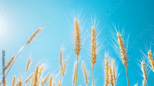 A close-up view of golden wheat stalks against a bright blue sky.