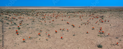 Wild tulips (Tulipa sp.) blooming in the argillaceous sagebrush desert photo