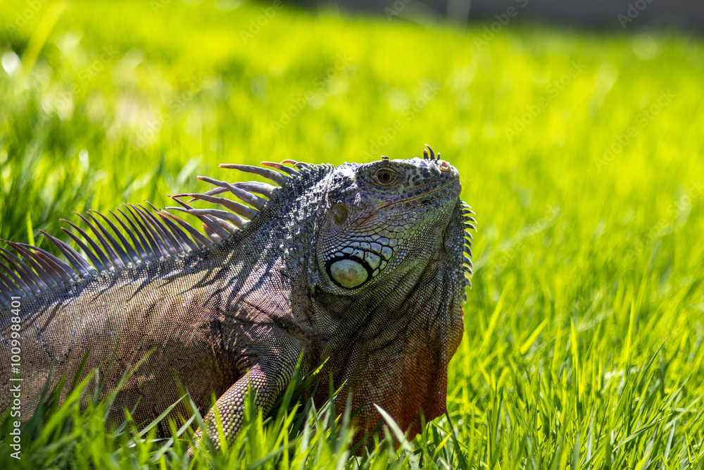 Iguana reposando en pasto con mosca en la nariz Iguana reposando en pasto con mosca en la nariz