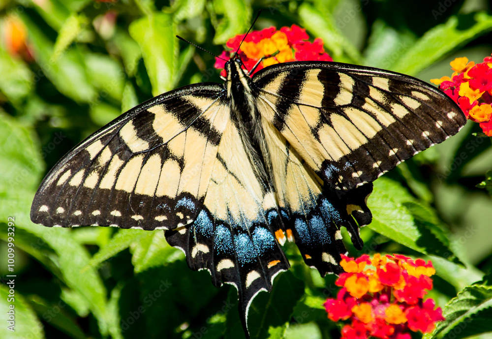 Naklejka premium Beautiful Yellow Swallowtail on Red lantana. this particular butterfly only wanted to eat from the red Lantana
