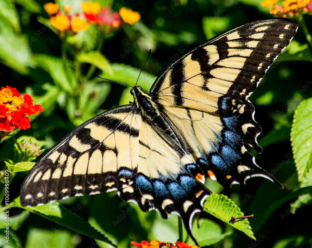 Fototapeta premium Beautiful Yellow Swallowtail on Red lantana. this particular butterfly only wanted to eat from the red Lantana