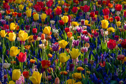 Colorful tulips in Keukenhof