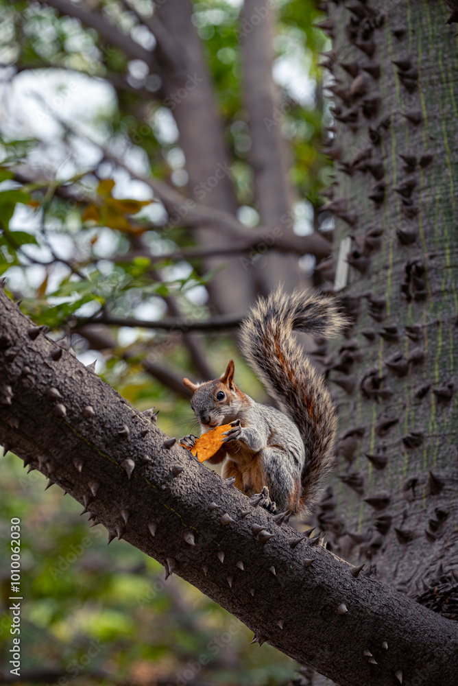 Fototapeta premium Squirrel eats chips on the branch of the tree. 