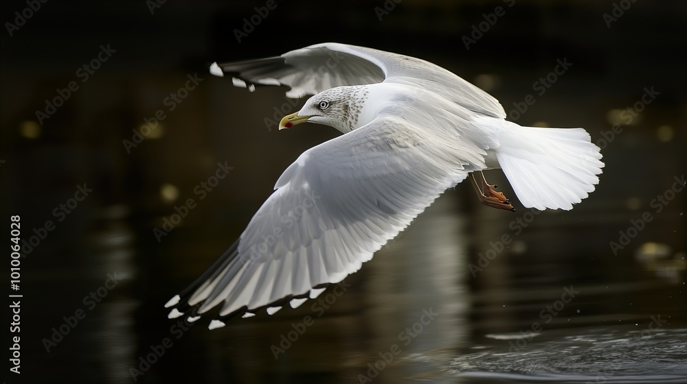 Seagull in Flight Over Water - Wildlife Photography Seagull in Flight Over Water - Wildlife Photography