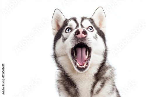 Close-up Of A Angry And Surprised Siberian Husky Isolated On White Background With A Funny And Excited Expression, Dog Portrait