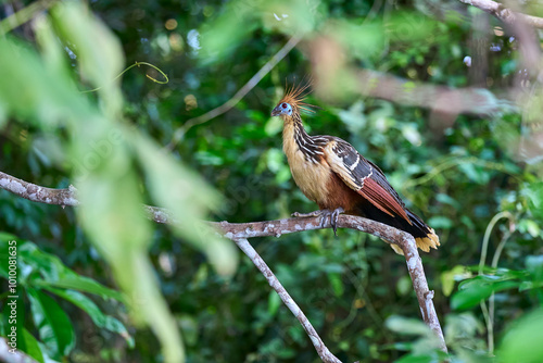 The tranquil waters of the lake and the dense greenery highlight the hoatzin's unusual beauty and the rich biodiversity of the Amazon rainforest.