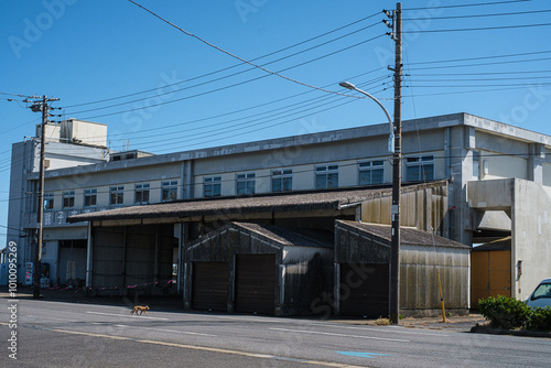 千葉県銚子戸川漁協と猫