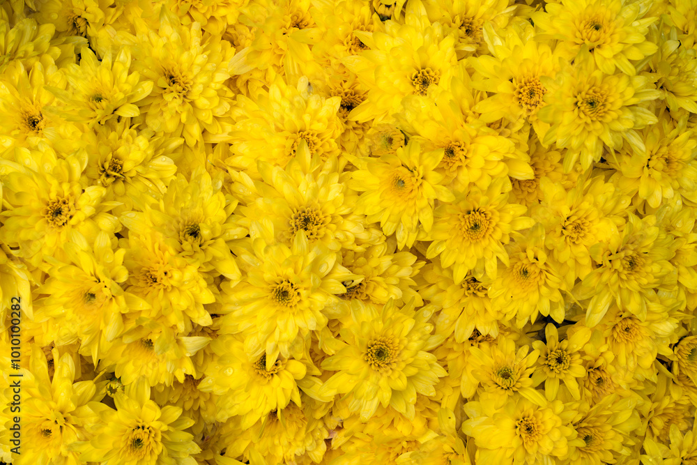 blooming yellow chrysanthemum as flower background in autumn blooming yellow chrysanthemum as flower background in autumn