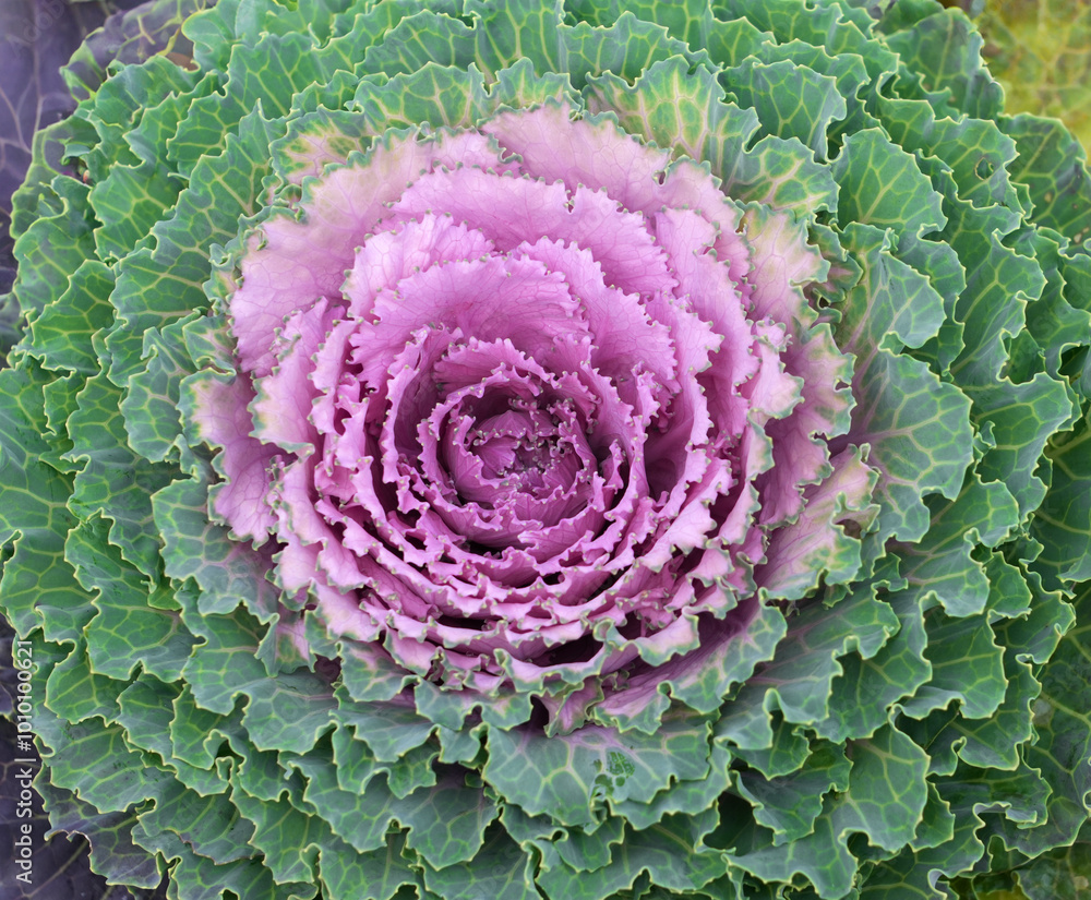 purple ornamental kale as natural background purple ornamental kale as natural background