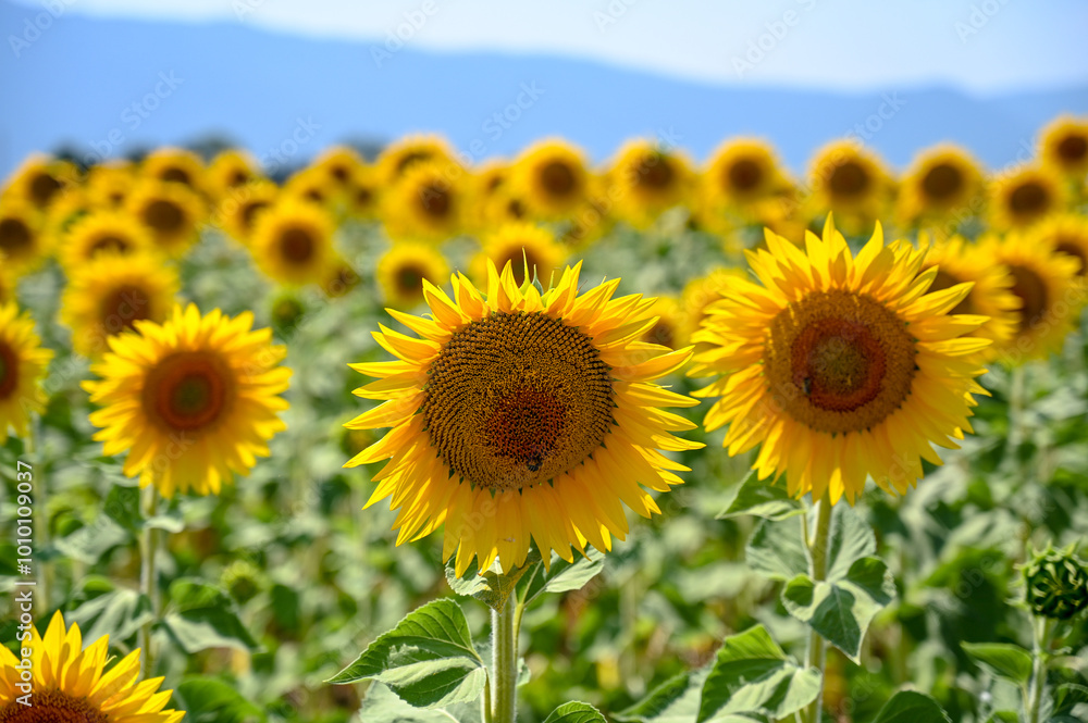 Obraz premium Yellow sunflower in the field, close up. Blooming sunflower in the field.