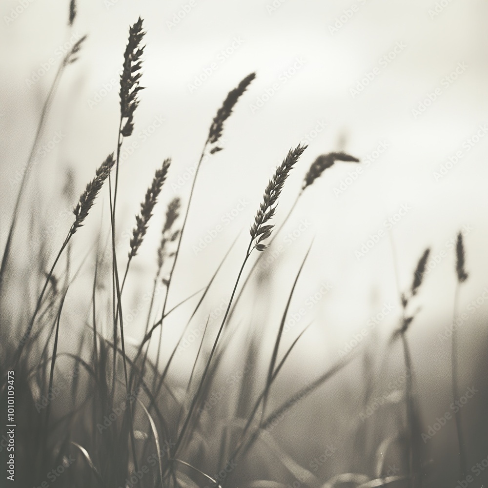 Grasses in Monochrome: A Study in Detail Grasses in Monochrome: A Study in Detail