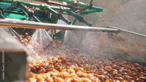 Rutab Siwi dates in the washing stage in preparation for packaging and distribution photo