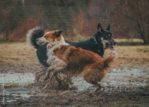 Принти на полотні Action photo of a pack of dogs running through a wet, muddy puddle