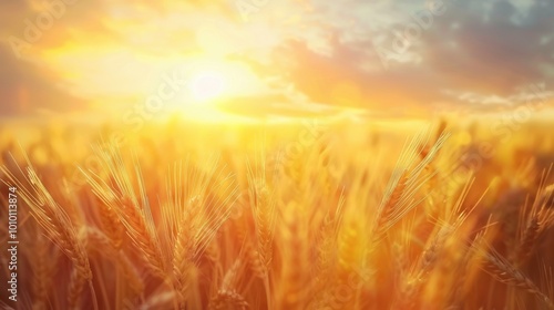 Golden Wheat Field at Sunrise with Soft Clouds