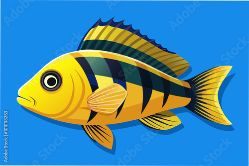 Electric yellow cichlid labidochromis caeruleus photo