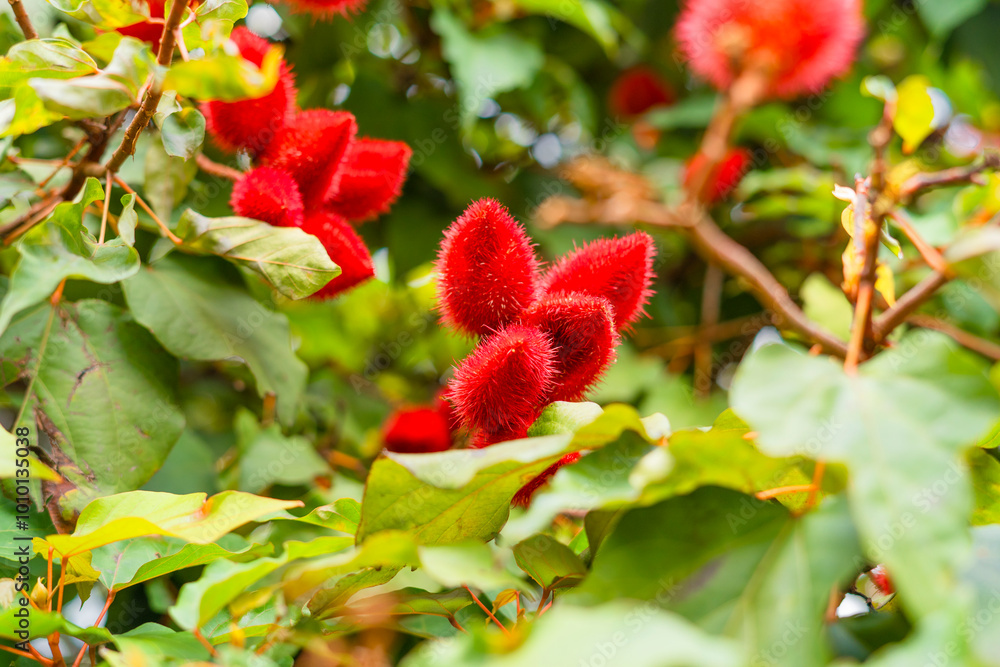 Close up of the red fruits of an achiote tree Close up of the red fruits of an achiote tree
