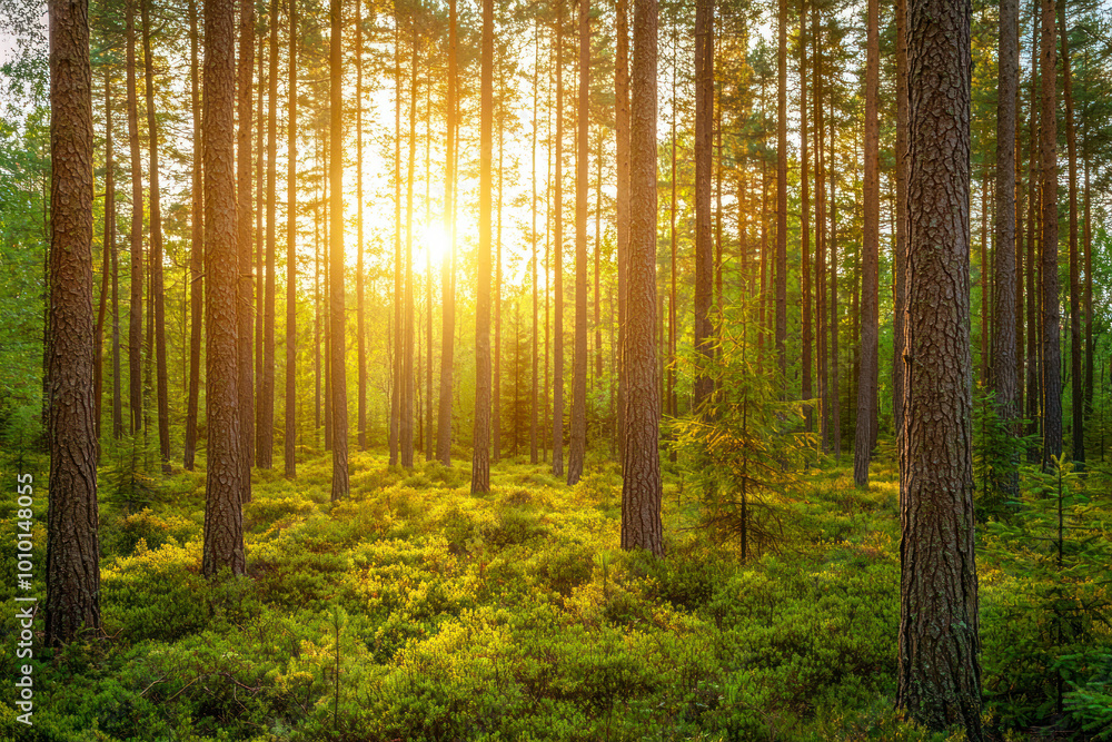 Fototapeta premium Sunrise in the forest.