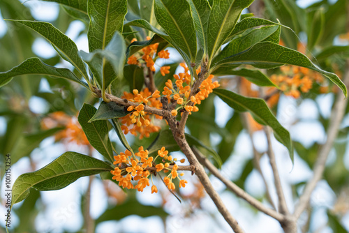 Osmanthus fragrans or olive flowers with green leaves in the park photo