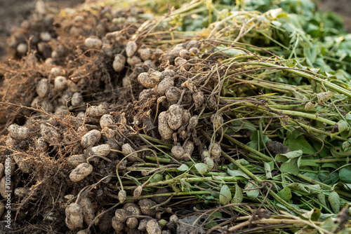 fresh harvested peanuts with roots in a field. harvest of peanut plants.