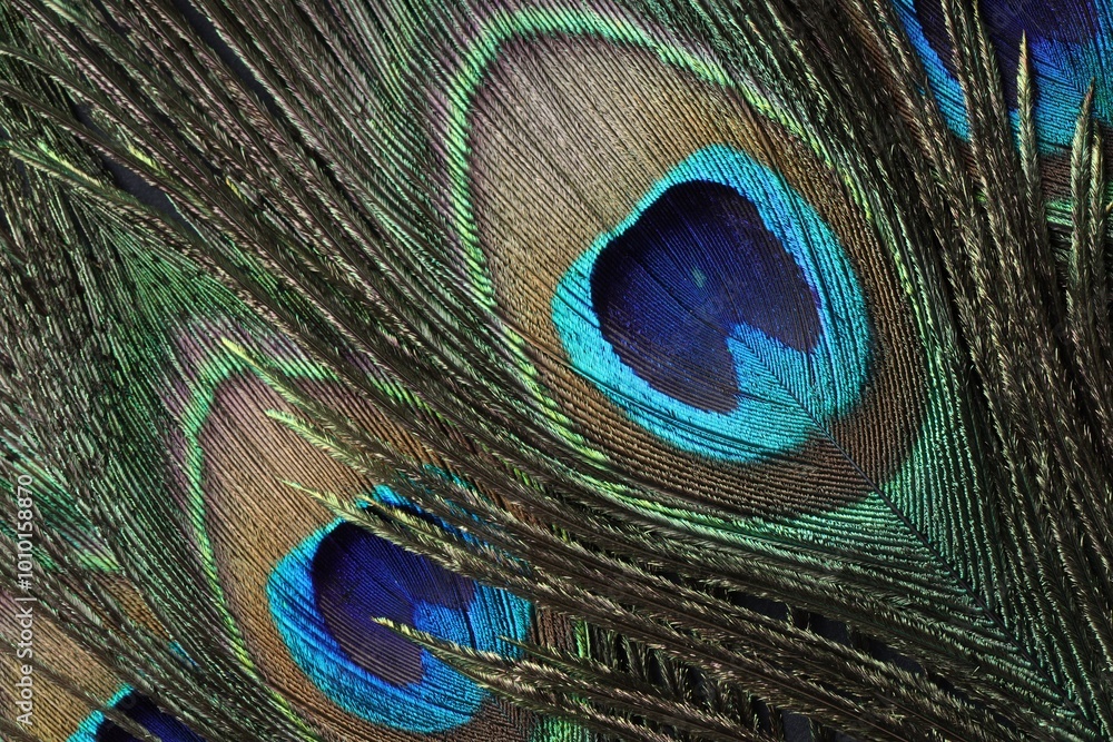 Fototapeta premium Beautiful bright peacock feathers as background, top view